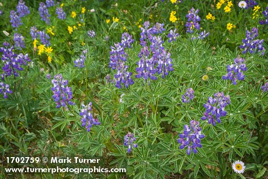 Lupinus latifolius