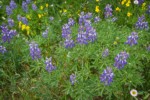 Broadleaf Lupines