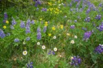 Wandering Daisies, Broadleaf Lupines, Mountain Arnica