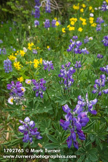 Lupinus latifolius