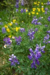 Broadleaf Lupines w/ Mountain Arnica soft bkgnd