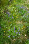 Steep meadow w/ Broadleaf Lupines, Giant Red Paintbrush, American Bistort