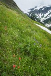 Giant Red Paintbrush & Columbia Lily among meadow grasses & sedges