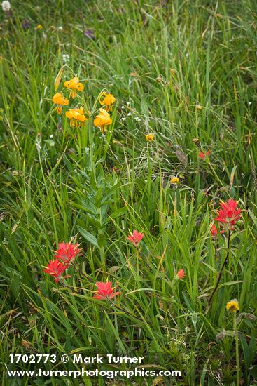 Castilleja miniata; Lilium columbianum