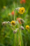 Nodding Arnica blossoms & buds