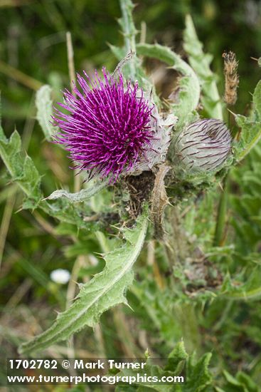 Cirsium edule