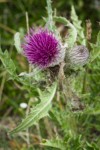 Indian Thistle blossom