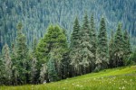 Subalpine Firs & Mountain Hemlocks at edge of meadow