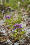 Small-flowered Penstemon