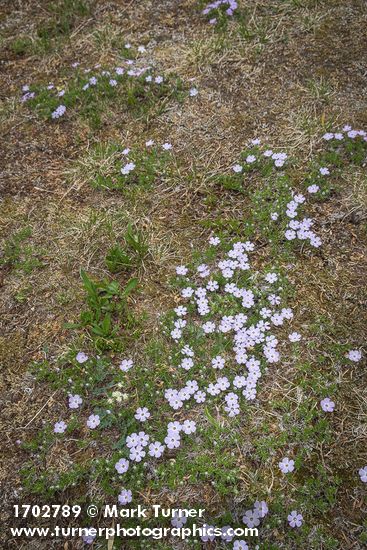 Phlox diffusa