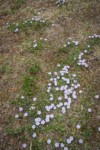 Spreading Phlox