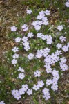 Spreading Phlox