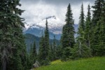 Subalpine Firs frame meadow w/ Glacier Lilies