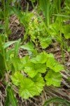 Brewer's Bishop's Cap