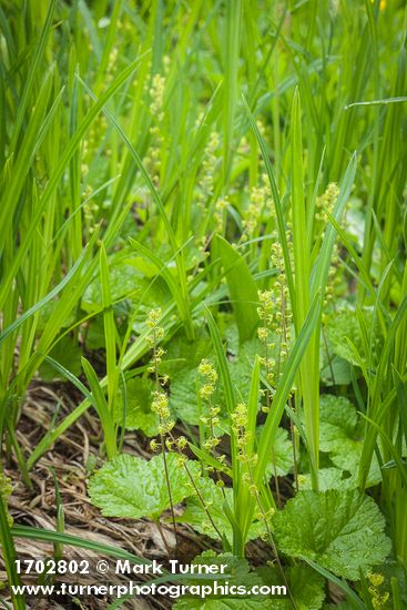 Pectiantia breweri (Mitella breweri)