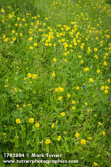 Arnica latifolia