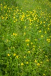 Mountain Arnica