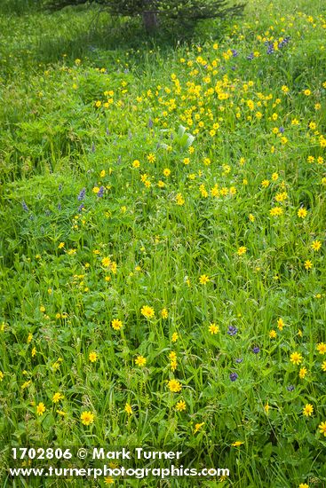 Arnica latifolia