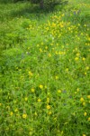 Mountain Arnica