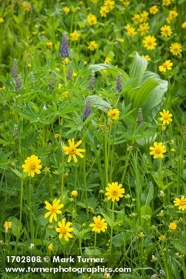 Arnica latifolia