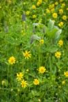 Mountain Arnica