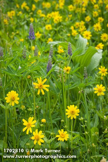 Arnica latifolia