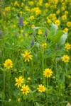 Mountain Arnica