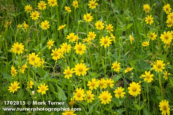 Arnica latifolia