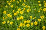 Mountain Arnica