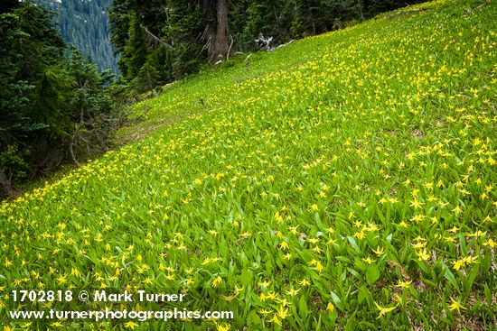 Erythronium grandiflorum