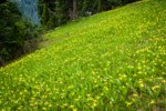 Glacier Lilies in hillside meadow