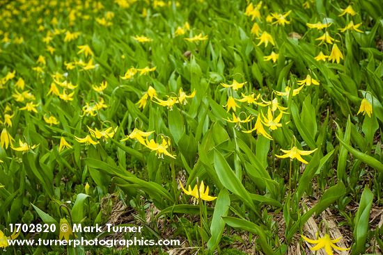 Erythronium grandiflorum