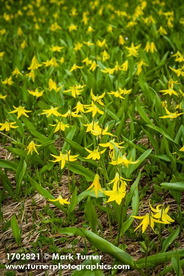 Erythronium grandiflorum