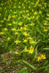 Glacier Lilies