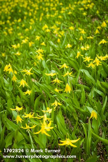 Erythronium grandiflorum