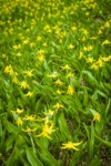 Glacier Lilies