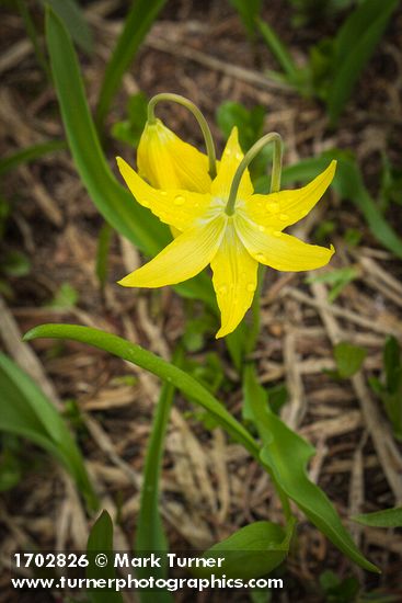 Erythronium grandiflorum