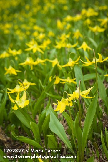 Erythronium grandiflorum