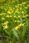 Glacier Lilies