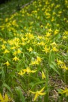 Glacier Lilies