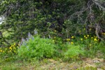 Broadlearf Lupines & Mountain Arnica at base of Subalpine Fir