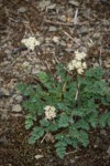 Cascade Desert-parsley