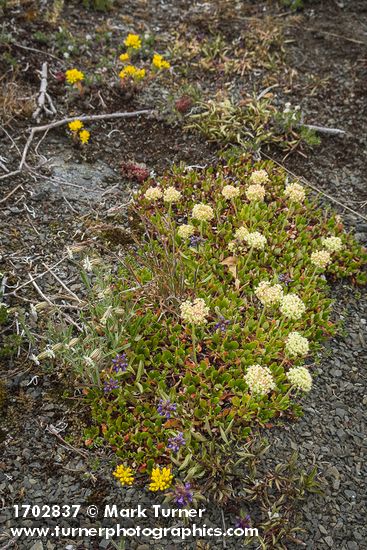 Eriogonum umbellatum