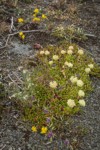 Sulphur Eriogonum