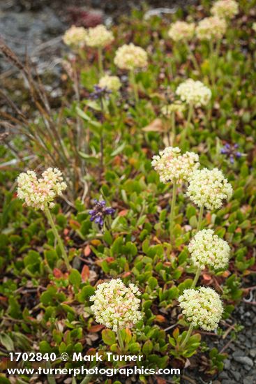 Eriogonum umbellatum