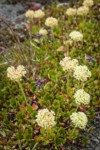 Sulphur Eriogonum