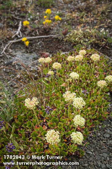 Eriogonum umbellatum