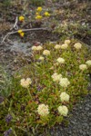 Sulphur Eriogonum