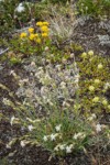 Parry's Catchfly w/ Rosy Pussytoes, Sulphur Eriogonum, Spearleaf Stonecrop