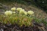 Sulphur Eriogonum